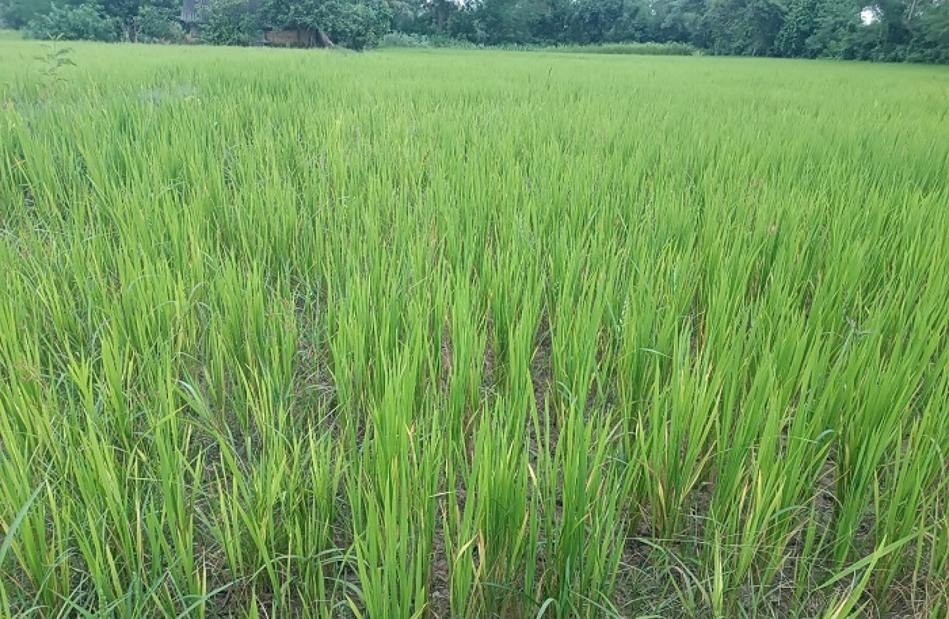 मल नहुँदा धान खेत पहेँलै, भारतीय बजारमा समेत मल अभाव